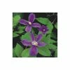 50-90cm Clematis 'Arabella' - 3L Pot -June Plants Sales Store PL13651 main image 5b5d