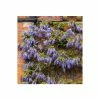 50-90cm 3ft Wisteria Brachybotrys 'Okayama' | 3L Pot | -June Plants Sales Store PL13660 main image e963