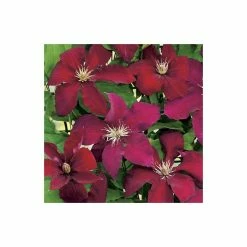 50-90cm Clematis 'Rebecca' - 3L Pot -June Plants Sales Store PL13662 add image 2 9e2a