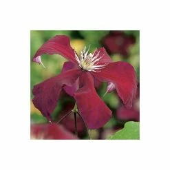 50-90cm Clematis 'Rebecca' - 3L Pot -June Plants Sales Store PL13662 add image 3 203b