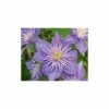 50-90cm Clematis 'Crystal Fountain' - 3L Pot 2 50-90cm Clematis 'Crystal Fountain' - 3L Pot -June Plants Sales Store PL13663 main image 36fc