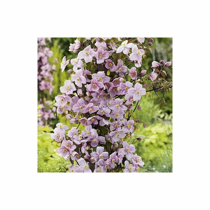 50-90cm Clematis Mayleen | 3L Pot | Clematis Montana 4 50-90cm Clematis Mayleen | 3L Pot | Clematis Montana - Image 2