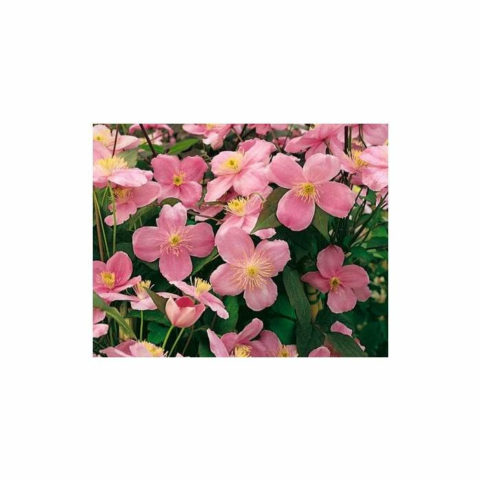 50-90cm Clematis Mayleen | 3L Pot | Clematis Montana 3 50-90cm Clematis Mayleen | 3L Pot | Clematis Montana