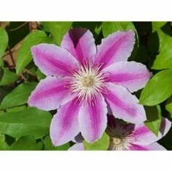 50-90cm Clematis 'Nelly Moser' - 3L Pot -June Plants Sales Store PL13665 add image 1 d8a1