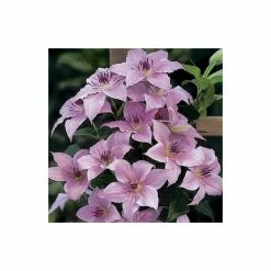 50-90cm Clematis 'Pink Fantasy' - 3L Pot -June Plants Sales Store PL13666 add image 1 6306
