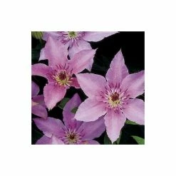 50-90cm Clematis 'Pink Fantasy' - 3L Pot -June Plants Sales Store PL13666 add image 2 155e