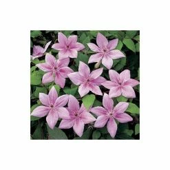 50-90cm Clematis 'Pink Fantasy' - 3L Pot -June Plants Sales Store PL13666 add image 3 db67