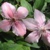 50-90cm Clematis 'Pink Fantasy' - 3L Pot 1 50-90cm Clematis 'Pink Fantasy' - 3L Pot -June Plants Sales Store PL13666 main image 3973