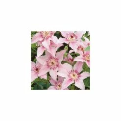 50-90cm Clematis 'Pink Fantasy' - 3L Pot -June Plants Sales Store PL13666 rollover image 840f