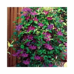 50-90cm Clematis 'Picardy™' by Raymond Evison - 3L Pot -June Plants Sales Store PL13667 rollover image 3fbd