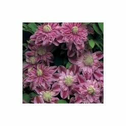 50-90cm Clematis 'Josephine' (Evijohill) - 3L Pot -June Plants Sales Store PL13669 add image 2 bd9a