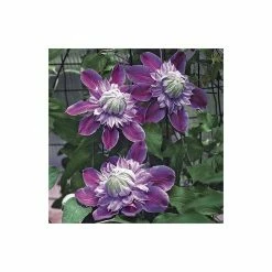50-90cm Clematis 'Josephine' (Evijohill) - 3L Pot -June Plants Sales Store PL13669 add image 3 06ef