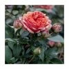 Duchess Of Cornwall Bush Rose - 5.5L 1 Duchess Of Cornwall Bush Rose - 5.5L -June Plants Sales Store PL20802 main image f1ab
