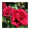 Lovestruck Bush Rose - 5.5L Pot -June Plants Sales Store PL20804 main image 7c4c
