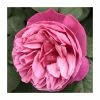 The Anniversary Rose Bush Rose- 5.5L Pot -June Plants Sales Store PL20817 main image 2133