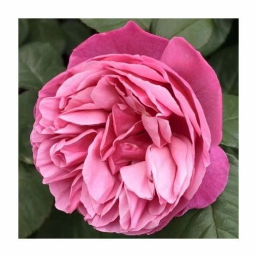 The Anniversary Rose Bush Rose- 5.5L Pot 8 The Anniversary Rose Bush Rose- 5.5L Pot -June Plants Sales Store PL20817 main image 2133