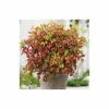2ft Nandina 'Fire Power' | 10L Pot |Heavenly Bamboo -June Plants Sales Store PL300610L main image 4a3c