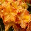 2ft Deciduous Azalea 'Firework' | 5L Pot -June Plants Sales Store PL30169 main image a7a6