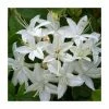 2ft Deciduous Azalea 'Viscosum' | 5L Pot -June Plants Sales Store PL30176 main image 43cc