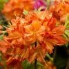 2ft Deciduous Azalea 'Doloroso' | 5L Pot -June Plants Sales Store PL30177 main image 0e01