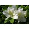 Rhododendron 'Mary Helen' -June Plants Sales Store PL30221 main image 2f10