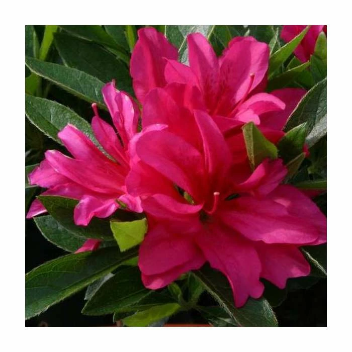 1ft Evergreen Azalea 'Rosa' |3L Pot | Azelea japonica 3 1ft Evergreen Azalea 'Rosa' |3L Pot | Azelea japonica