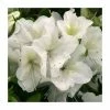 1ft Evergreen Azalea 'Rose Greeley' |3L Pot | Azelea japonica 2 1ft Evergreen Azalea 'Rose Greeley' |3L Pot | Azelea japonica -June Plants Sales Store PL30226 main image d3b1