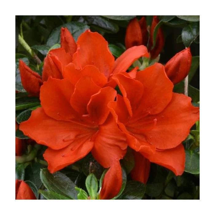 1ft Evergreen Azalea 'Santa Maria' |3L Pot | Azelea japonica 3 1ft Evergreen Azalea 'Santa Maria' |3L Pot | Azelea japonica