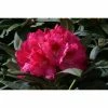 1ft Rhododendron 'Sneezey' | 3L Pot | Rhododendron Yakushimanum -June Plants Sales Store PL30245 main image 0b44