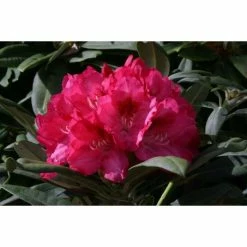 1ft Rhododendron 'Sneezey' | 3L Pot | Rhododendron Yakushimanum