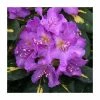 Rhododendron 'Goldflimmer'