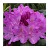 Rhododendron 'Roseum Elegans'