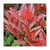 Photinia serrulata 'Red Robin' 2 Photinia serrulata 'Red Robin' -June Plants Sales Store PL38105 main image de58