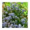 40cm Ceanothus 'Skylark' | 2 Litre Pot 2 40cm Ceanothus 'Skylark' | 2 Litre Pot -June Plants Sales Store PL38111 main image 36d7