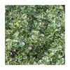 40cm Euonymus 'Emerald Gaiety' | 2 Litre Pot 2 40cm Euonymus 'Emerald Gaiety' | 2 Litre Pot -June Plants Sales Store PL38121 main image 0fa5