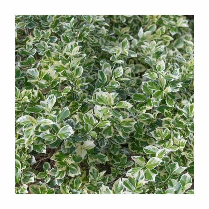 40cm Euonymus 'Emerald Gaiety' | 2 Litre Pot 3 40cm Euonymus 'Emerald Gaiety' | 2 Litre Pot