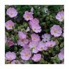 40cm Cistus argenteus 'Silver Pink' | 2 Litre Pot 1 40cm Cistus argenteus 'Silver Pink' | 2 Litre Pot -June Plants Sales Store PL38122 main image 43ff