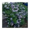 40cm Ceanothus repens | 2 Litre Pot -June Plants Sales Store PL38125 main image 3f4a