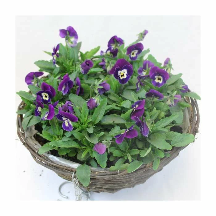 Viola 'Deep Marina Petite' | 30cm Rattan Hanging Basket 4 Viola 'Deep Marina Petite' | 30cm Rattan Hanging Basket - Image 2