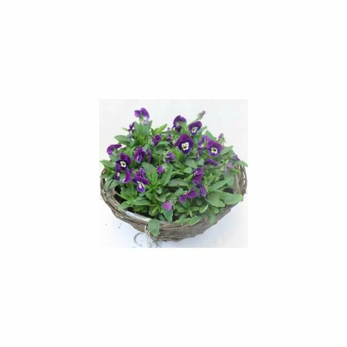 Viola 'Deep Marina Petite' | 30cm Rattan Hanging Basket 5 Viola 'Deep Marina Petite' | 30cm Rattan Hanging Basket - Image 3