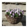 Viola 'Lavender Petite' | 30cm Rattan Hanging Basket