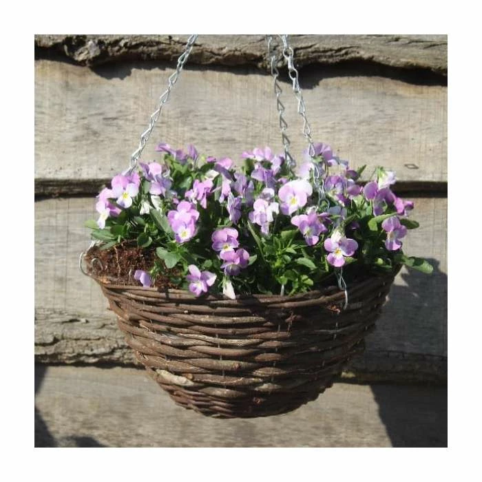 Viola 'Lavender Petite' | 30cm Rattan Hanging Basket 3 Viola 'Lavender Petite' | 30cm Rattan Hanging Basket