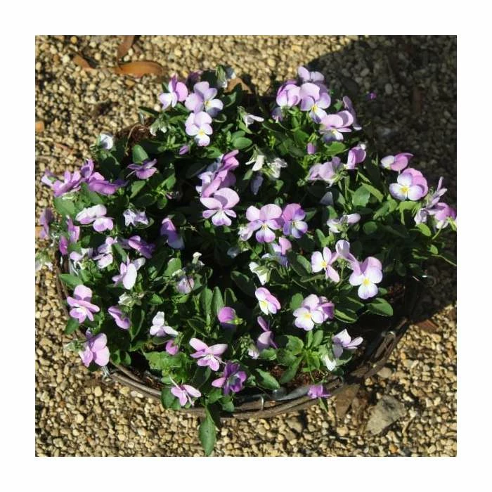 Viola 'Lavender Petite' | 30cm Rattan Hanging Basket 4 Viola 'Lavender Petite' | 30cm Rattan Hanging Basket - Image 2