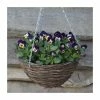 Viola 'Jolly Face Petite' | 30cm Rattan Hanging Basket 1 Viola 'Jolly Face Petite' | 30cm Rattan Hanging Basket -June Plants Sales Store PL50124 main image 24b1