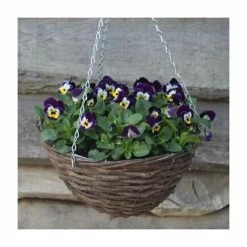 Viola 'Jolly Face Petite' | 30cm Rattan Hanging Basket