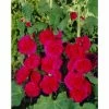Alcea rosea 'Chaters Double Scarlet' | Hollyhock -June Plants Sales Store PL503789 main 9927