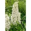 Delphinium 'Magic Fountain Pure White' | Larkspur -June Plants Sales Store PL503898 9cb9