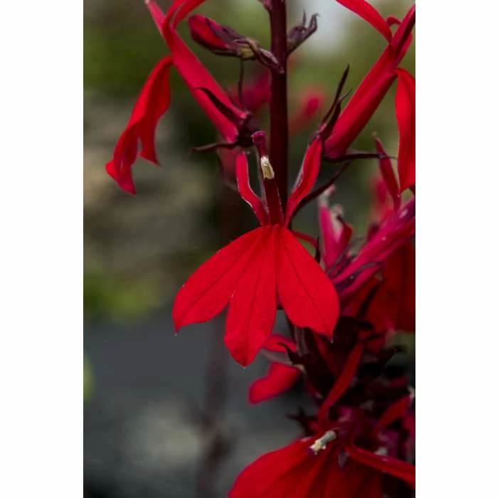 Lobelia speciosa 'Queen Victoria' | Cardinal Flower 3 Lobelia speciosa 'Queen Victoria' | Cardinal Flower