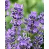 Lavender 'Munstead' | English Lavender -June Plants Sales Store PL503981 1003