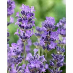 Lavender 'Munstead' | English Lavender
